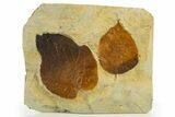 Wide Plate with Two Fossil Leaves (Beringiaphyllum) - Montana #327178-1